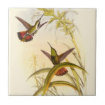 Zwei farbenfrohe Hummingbirds streben nach derselb Fliese<br><div class="desc">Der Künstler John Gould war leidenschaftlich für Vögel. In diesem farbigen zeichn sind die beiden Kolibris und die Blume wunderschön dargestellt. Die Details dieser farbenfrohen Kunst werden jeden Kunstliebhaber begeistern.</div>