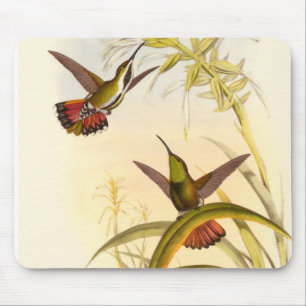 Zwei farbenfrohe Hummingbirds streben nach derselb Mousepad