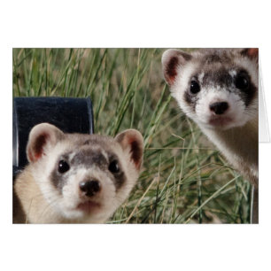 Zwei Ferrets