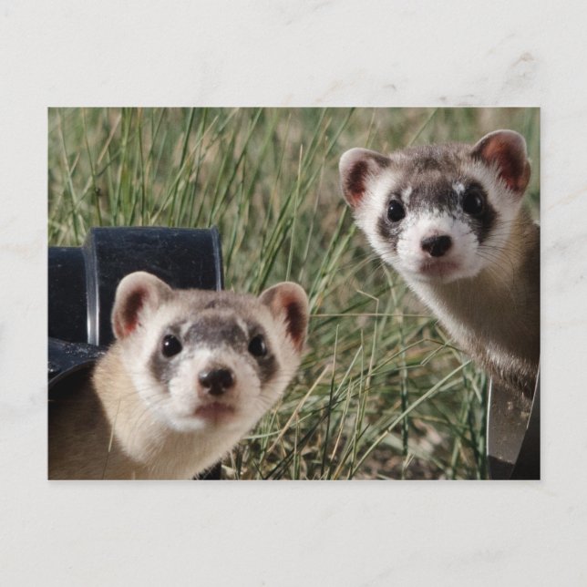 Zwei Ferrets Postkarte (Vorderseite)