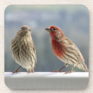 Zwei Finches flirten. Getränkeuntersetzer