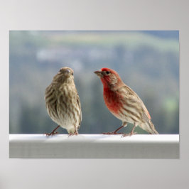 Zwei Finches flirten. Poster