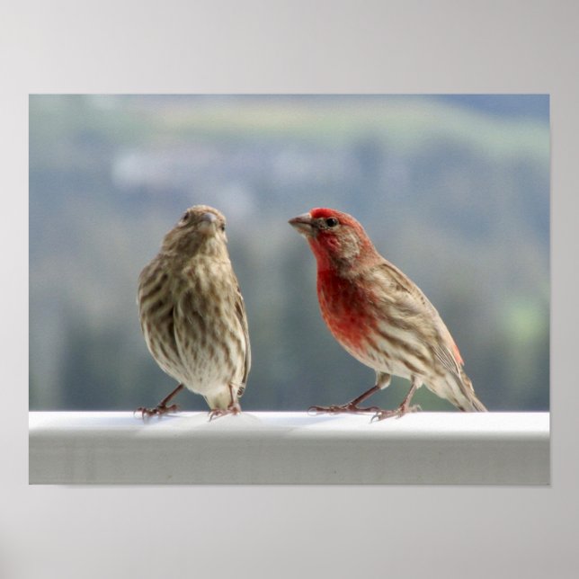 Zwei Finches flirten. Poster (Vorne)