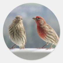 Zwei Finches flirten.