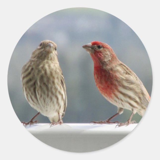 Zwei Finches flirten. Runder Aufkleber (Vorderseite)