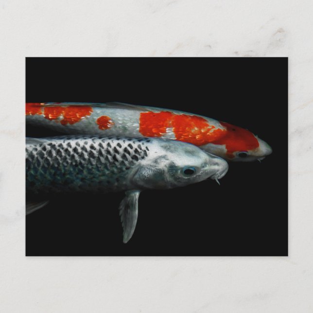 Zwei Fische Postkarte (Vorderseite)