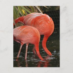 Zwei Flamingos mit Kopf im Wasser Postkarte