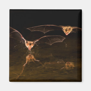 Zwei Fledermäuse fliegen über Wasser, Arizona Magnet