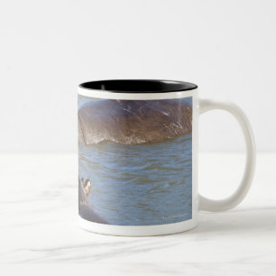 Zwei Flusspferde in einem Fluss, Kruger Zweifarbige Tasse
