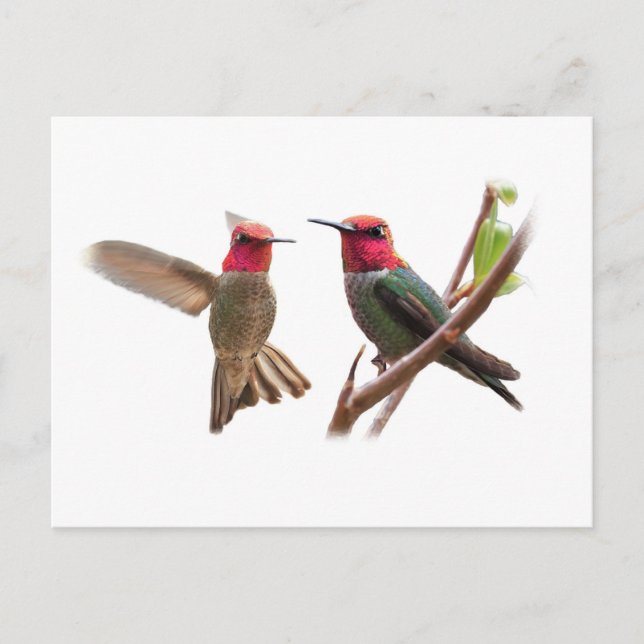 ZWEI FLYING JEWELS POSTKARTE (Vorderseite)