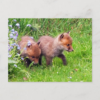 Zwei Fox Cubs Postkarte