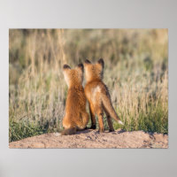 Zwei Fox Kits