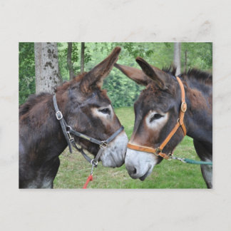 Zwei freundliche Esel Postkarte