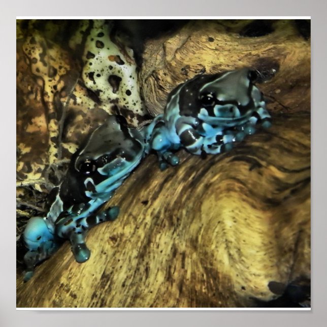 zwei Frösche drucken Poster (Vorne)