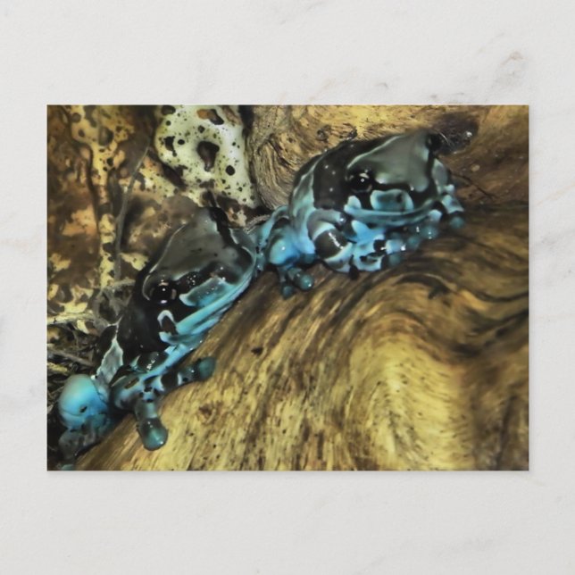 Zwei Frösche hängen aus der Postkarte (Vorderseite)