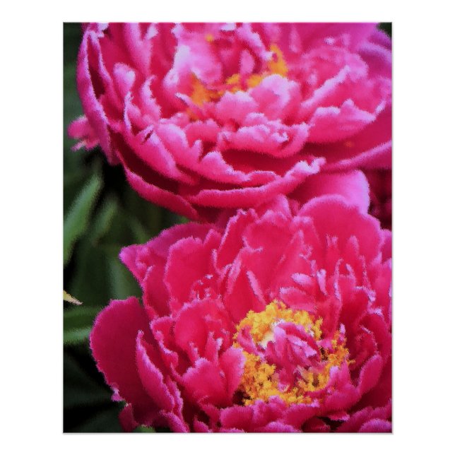 Zwei Fuchsia Peony Blooms Gemälde Poster (Vorderseite)