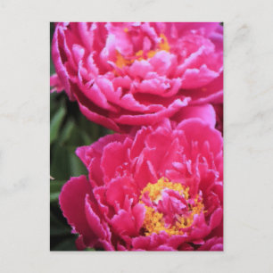Zwei Fuchsia Peony Blooms Gemälde Postkarte