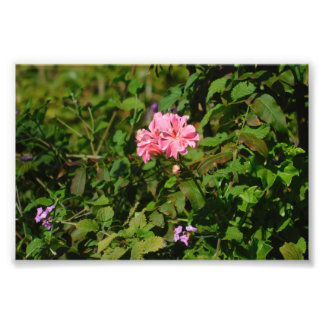 Zwei für eins fotodruck