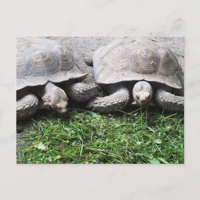 Zwei fütternd Schildkröten Postkarte (Vorderseite)