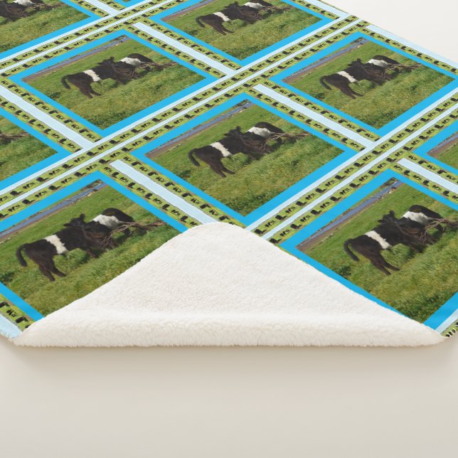 zwei Galloway Calves, Sherpadecke (3/4)