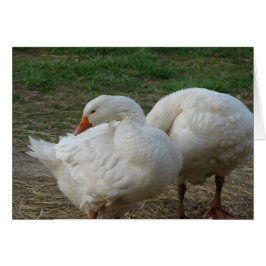 Zwei Gänse