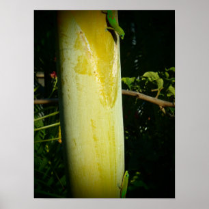 Zwei Geckos-Poster Poster