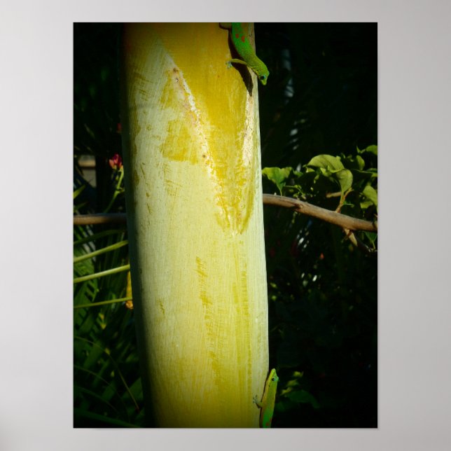 Zwei Geckos-Poster Poster (Vorne)