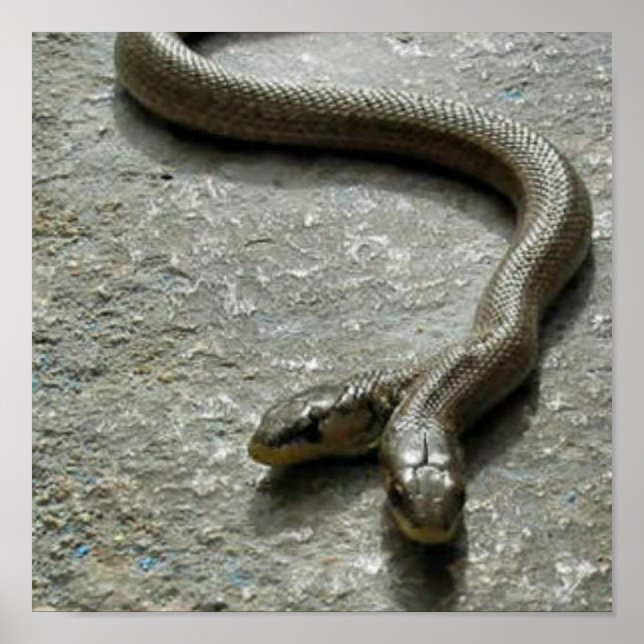 Zwei gehackte Schlange Poster (Vorne)