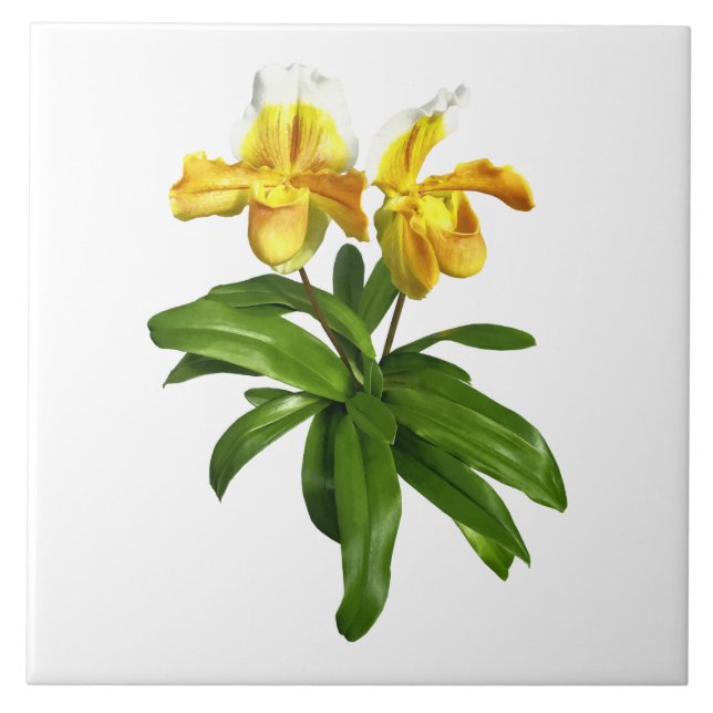 Zwei gelbe Dame Slipper Orchids Fliese (Vorderseite)