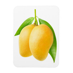 Zwei gelbe Mango-Früchte Magnet