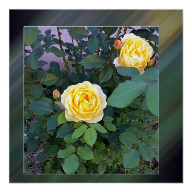 zwei gelbe Rosen Poster (Vorderseite)