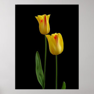 Zwei gelbe Tulpen Poster