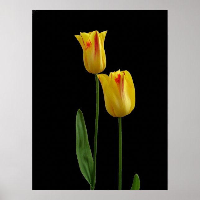 Zwei gelbe Tulpen Poster (Vorne)