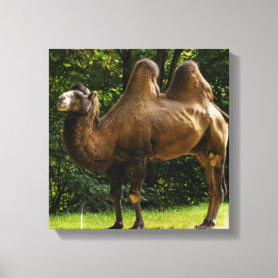 Zwei gepolsterte Camel Canvas Leinwanddruck