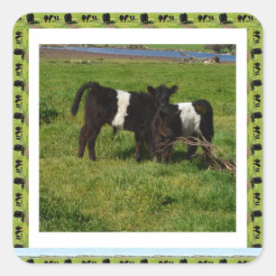zwei Gerahmte Galloway Calves, Quadratischer Aufkleber