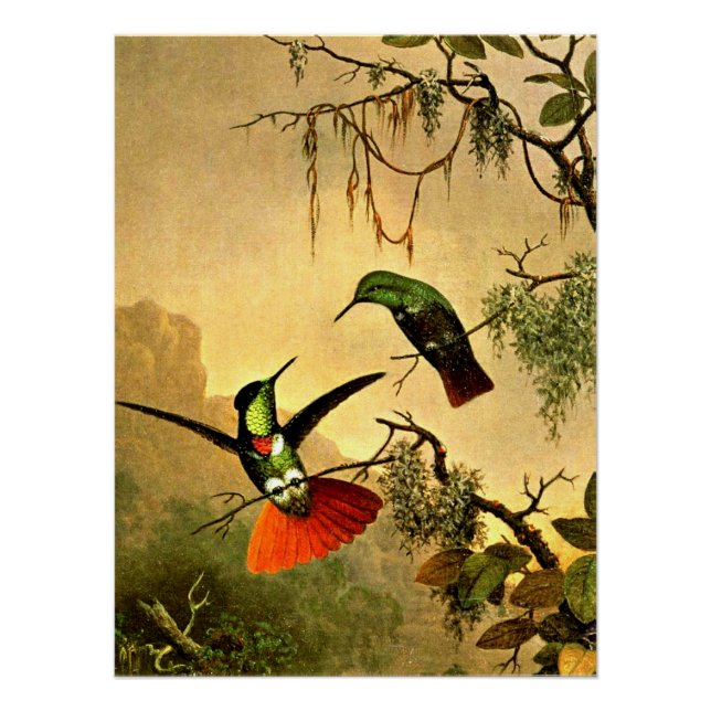 Zwei gezogene Visorbearer Hummingbirds, Poster (Vorderseite)