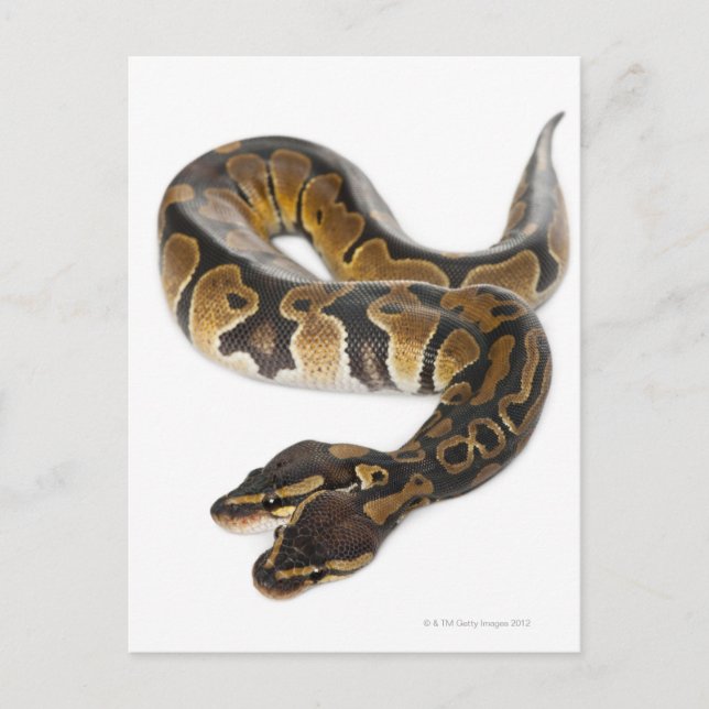 Zwei gingen königliche Pythonschlange oder Postkarte (Vorderseite)
