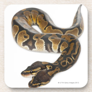 Zwei gingen königliche Pythonschlange oder Untersetzer