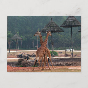 Zwei Giraffen, die sich in einem Zoo trösten Postkarte