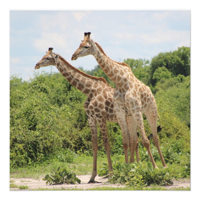 Zwei Giraffen Fotodruck (Vorne)