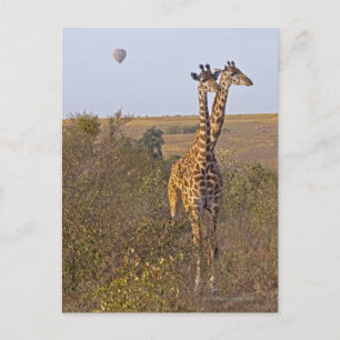 Zwei Giraffen (Giraffa camelopardalis), Masai Postkarte