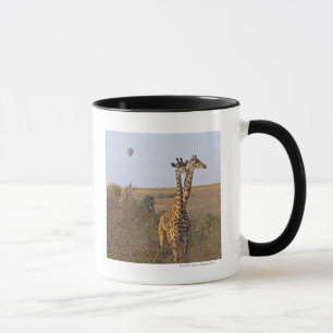 Zwei Giraffen (Giraffa camelopardalis), Masais Tasse