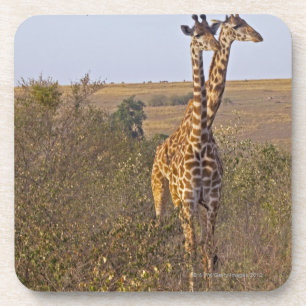 Zwei Giraffen (Giraffa camelopardalis), Masais Untersetzer