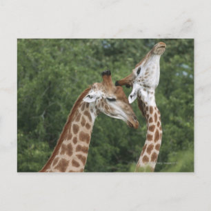 Zwei Giraffen (Giraffa camelopardalis), Postkarte