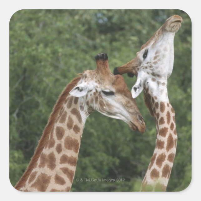 Zwei Giraffen (Giraffa camelopardalis), Quadratischer Aufkleber (Vorderseite)