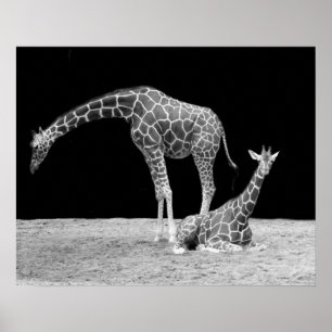 Zwei Giraffen in Schwarz-Weiß-Plakat Poster