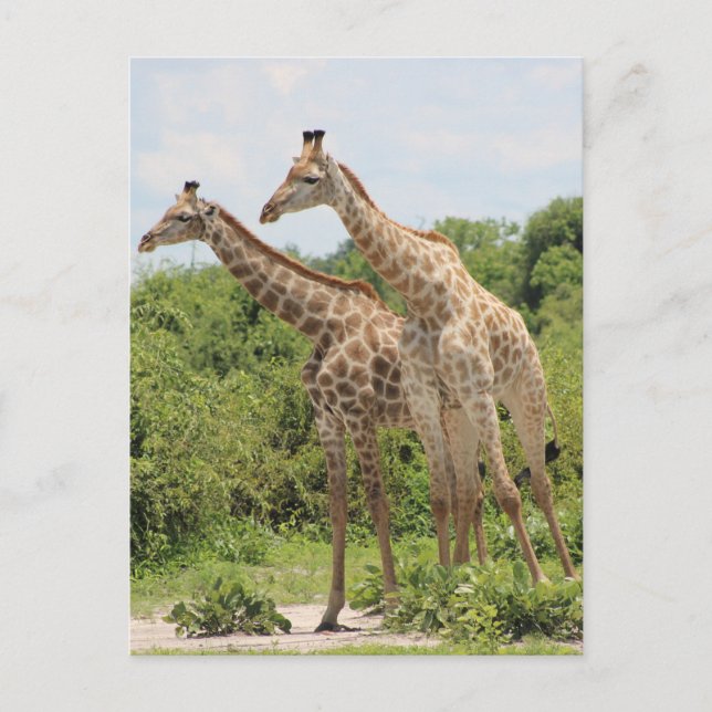Zwei Giraffen Postkarte (Vorderseite)