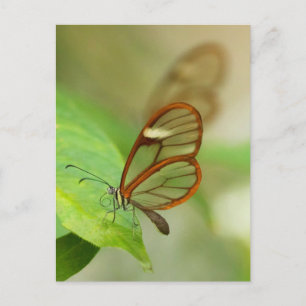 Zwei gläserne Schmetterlinge Postkarte