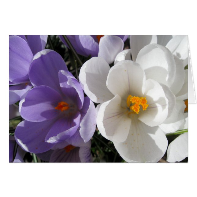 Zwei gleich (Vorderseite (Horizontal))