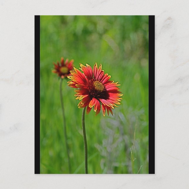 Zwei gleich postkarte (Vorderseite)